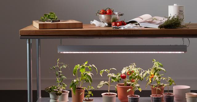 plant grow light table